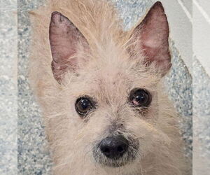 Chihuahua-Unknown Mix Dogs for adoption in Huntley, IL, USA