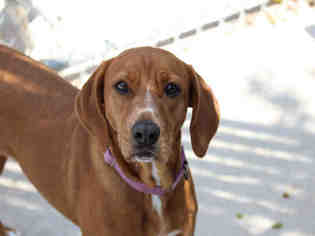 Redbone Coonhound-Vizsla Mix Dogs for adoption in Bowling Green, OH, USA