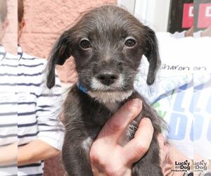 Mutt Dogs for adoption in Washington, DC, USA