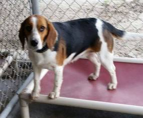 Beagle Dogs for adoption in Indianapolis, IN, USA
