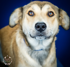 Medium Photo #1 Alaskan Husky-Labrador Retriever Mix Puppy For Sale in Tupelo, MS, USA