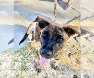 Mutt Dogs for adoption in San Bernardino , CA, USA