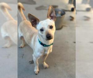 Chihuahua-Unknown Mix Dogs for adoption in Santa Maria, CA, USA