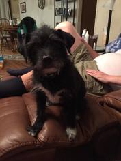 Cairn Terrier-Unknown Mix Dogs for adoption in Lindale , TX, USA