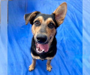 Australian Shepherd-German Shepherd Dog Mix Dogs for adoption in Sheridan, CO, USA