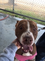 Bullboxer Pit Dogs for adoption in Pleasanton, TX, USA