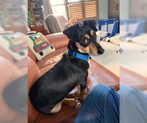 Dachshund-Unknown Mix Dogs for adoption in Oakhurst, NJ, USA