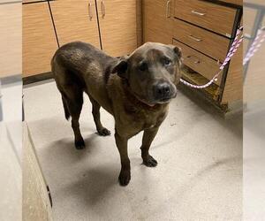 German Shepherd Dog-Unknown Mix Dogs for adoption in Modesto, CA, USA