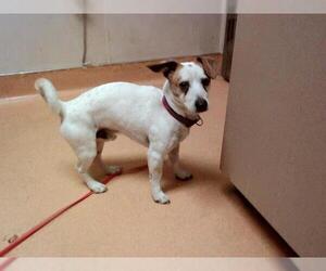 Mutt Dogs for adoption in Martinez, CA, USA