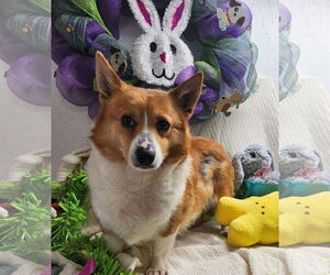 Pembroke Welsh Corgi Dogs for adoption in Smithfield, PA, USA