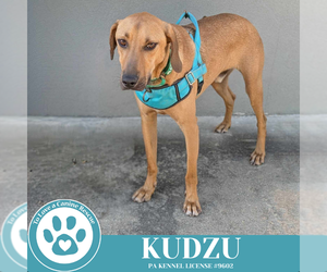 Mutt Dogs for adoption in Kimberton, PA, USA