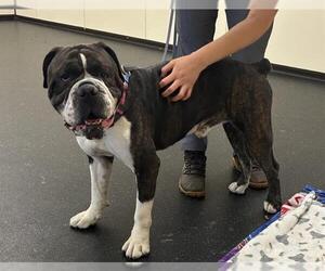 American Bulldog Dogs for adoption in Pasadena, CA, USA