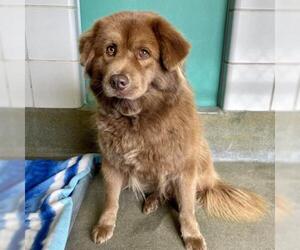 Chow Chow Dogs for adoption in San Antonio, TX, USA