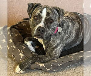 American Pit Bull Terrier-American Staffordshire Terrier Mix Dogs for adoption in Belleuve, NE, USA