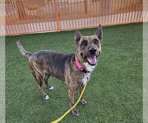 American Pit Bull Terrier-Unknown Mix Dogs for adoption in Las Vegas, NV, USA