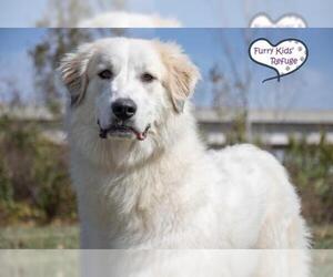 Great Pyrenees Dogs for adoption in Lee's Summit, MO, USA
