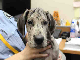 Great Dane Dogs for adoption in Upland, CA, USA