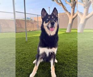 Medium Photo #1 Siberian Husky-Unknown Mix Puppy For Sale in Chula Vista, CA, USA