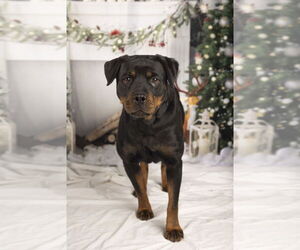 Rottweiler Dogs for adoption in Foristell, MO, USA