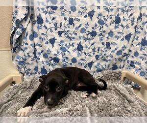 Mutt Dogs for adoption in Modesto, CA, USA