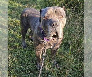 Mutt Dogs for adoption in Waterford, VA, USA