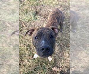 Dutch Shepherd -Unknown Mix Dogs for adoption in Augusta, WV, USA