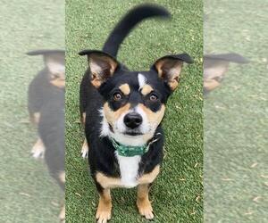 Beagi Dogs for adoption in Dallas, TX, USA