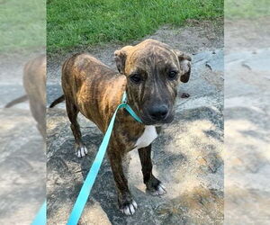 Bulldog-Unknown Mix Dogs for adoption in Tarrytown, GA, USA