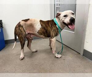 American Pit Bull Terrier Dogs for adoption in Berkeley , CA, USA
