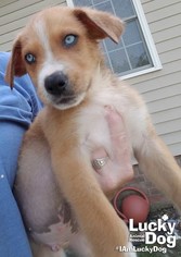 Sheprador Dogs for adoption in Washington, DC, USA