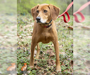Black and Tan Coonhound-Labrador Retriever-Spaniel Mix Dogs for adoption in Roanoke, VA, USA