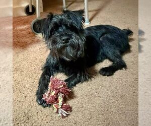 Miniature Schnauzer-Unknown Mix Dogs for adoption in Spring Lake, NC, USA