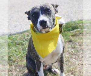 American Staffordshire Terrier-Unknown Mix Dogs for adoption in San Antonio, TX, USA