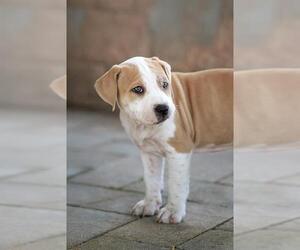 Staffordshire Bull Terrier-Unknown Mix Dogs for adoption in Belleville, IL, USA