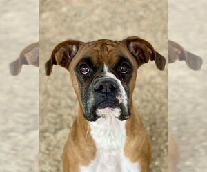 Boxer Dogs for adoption in Austin, TX, USA
