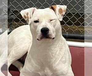 American Pit Bull Terrier Dogs for adoption in Bentonville, AR, USA