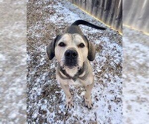 American Bulldog-Unknown Mix Dogs for adoption in London, Ontario, Canada