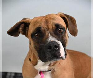 Mutt Dogs for adoption in Fort Collins, CO, USA