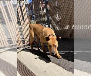 American Pit Bull Terrier-Unknown Mix Dogs for adoption in Palmetto, FL, USA