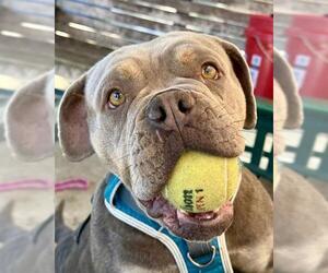Bulldog-Unknown Mix Dogs for adoption in Lodi, CA, USA