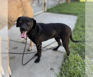 Labrador Retriever Dogs for adoption in Modesto, CA, USA