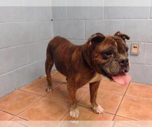 Bulloxer Dogs for adoption in Downey, CA, USA