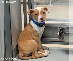 American Pit Bull Terrier Dogs for adoption in Oklahoma City, OK, USA