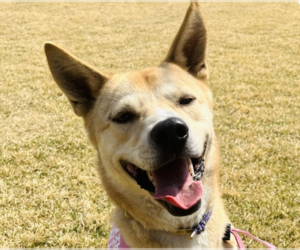 Mutt Dogs for adoption in San Ramon, CA, USA