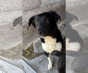 Australian Shepherd-Unknown Mix Dogs for adoption in Las Vegas, NM, USA