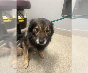 Chihuahua-Unknown Mix Dogs for adoption in Las Vegas, NV, USA