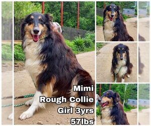 Collie Dogs for adoption in Seattle, WA, USA