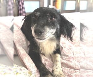 Poodle (Miniature)-Spaniel Mix Dogs for adoption in Los Angeles, CA, USA