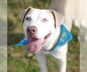 Labrador Retriever-Unknown Mix Dogs for adoption in San Antonio, TX, USA