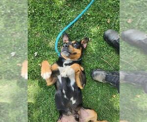 Beagle-Unknown Mix Dogs for adoption in Bakersfield, CA, USA